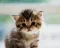 KittyKat Meowser