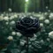 Black Rose Designs